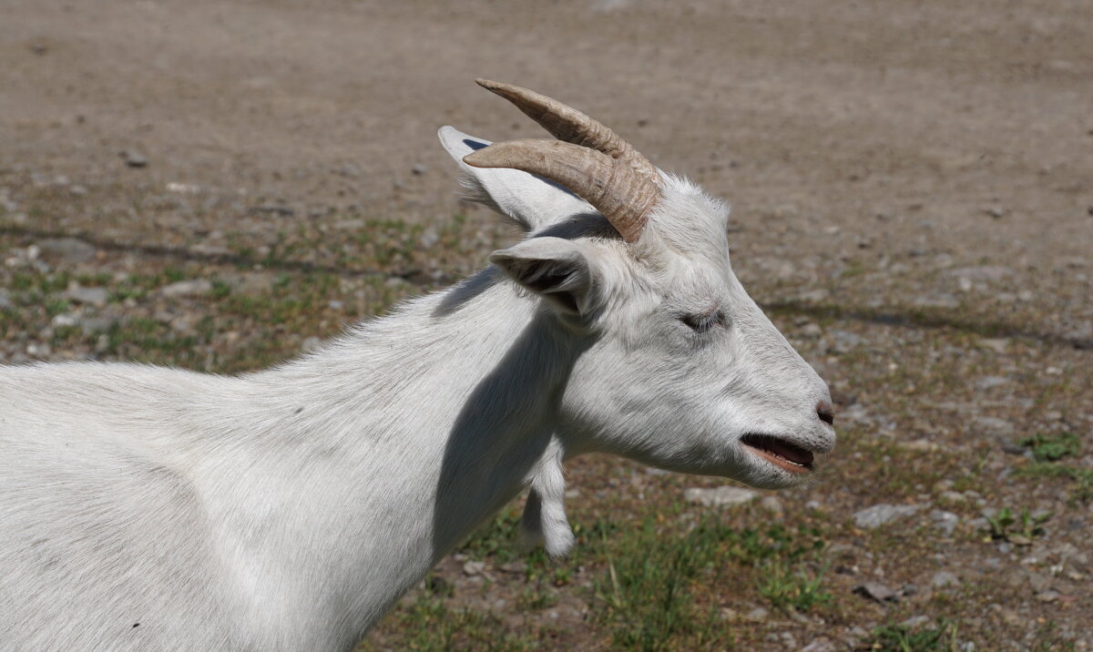 Мееее - Наталия Григорьева