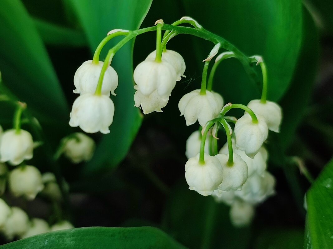И только ландыш солнышку не рад, предпочитает тень его наряд.... - Валентина Богатко 