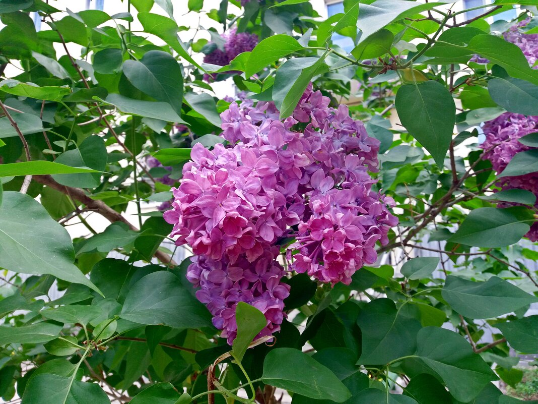 Сиреневый куст - Galina Solovova