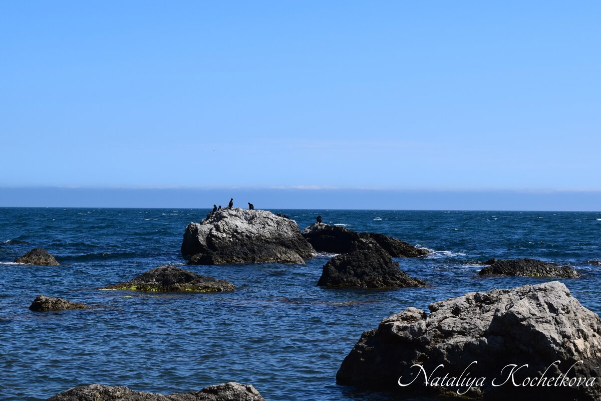 Природа Крыма - Amazing Cosmea Природа Крыма - Amazing Cosmea