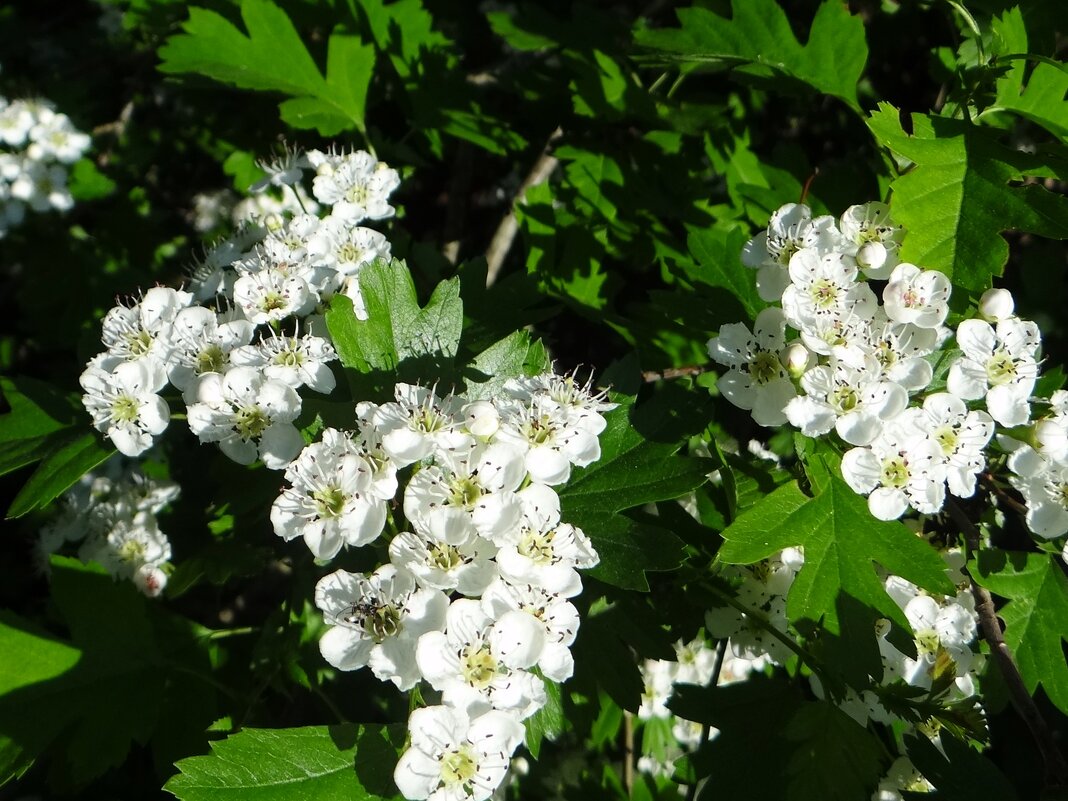 Цветет боярышник - Антонина Гугаева
