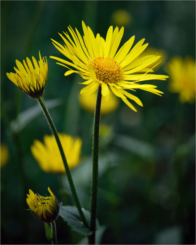 Дороникум подорожниковый... - Алексей Мезенцев Дороникум подорожниковый... - Алексей Мезенцев