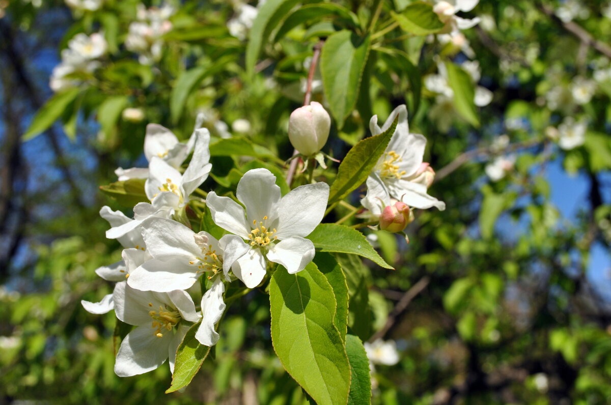 Яблоневый цвет - AleksSPb Лесниченко