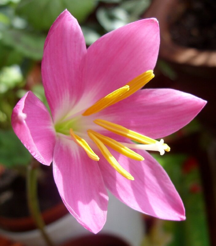 Зефирантес. - Ирина ***