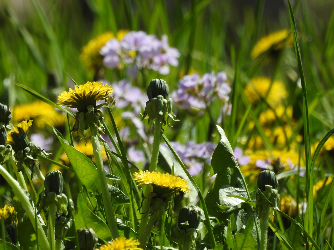весна - ИННА ПОРОХОВА