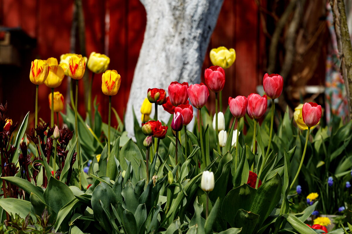 Весны прекрасные мгновения - Serega  