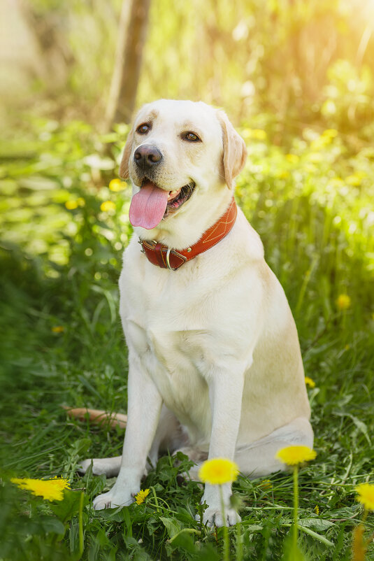 Алькор - Alex Bush Алькор - Alex Bush