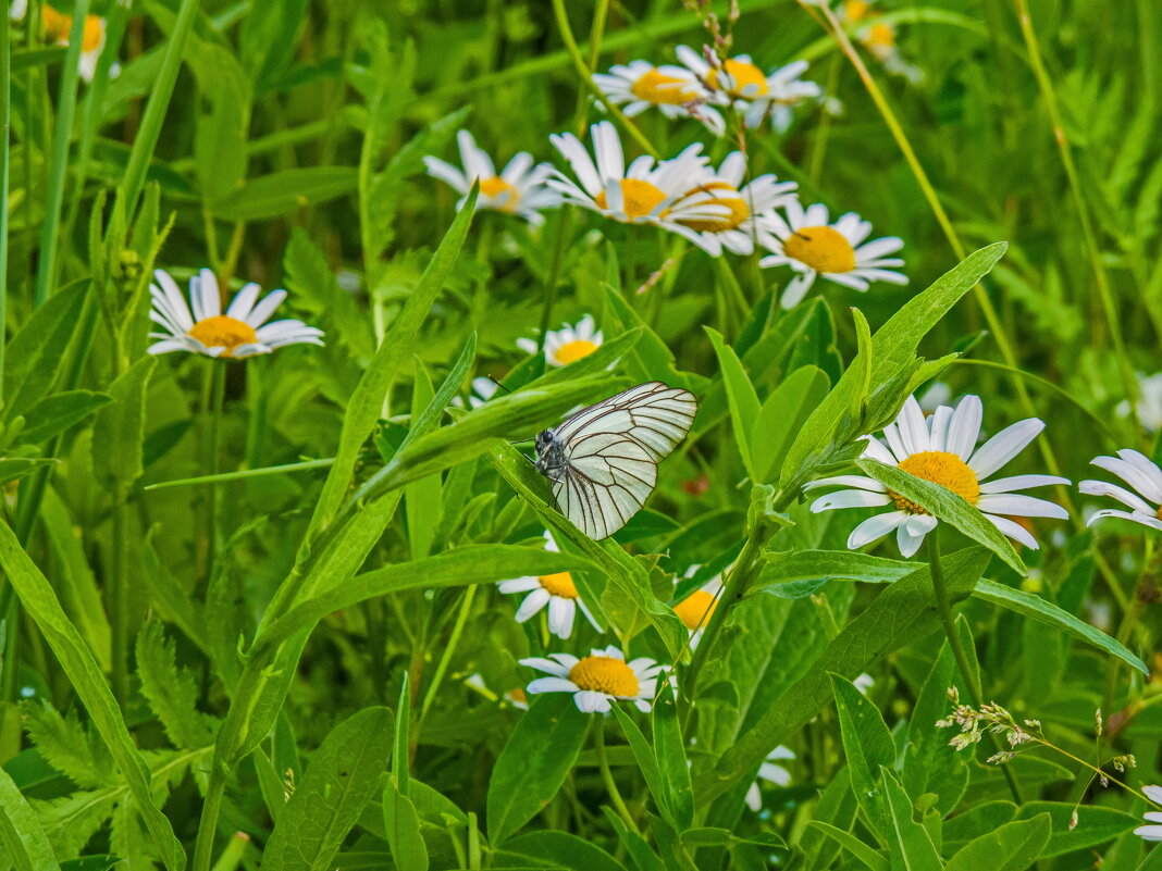 Любителям бабочек - Наталья Rosenwasser Любителям бабочек - Наталья Rosenwasser