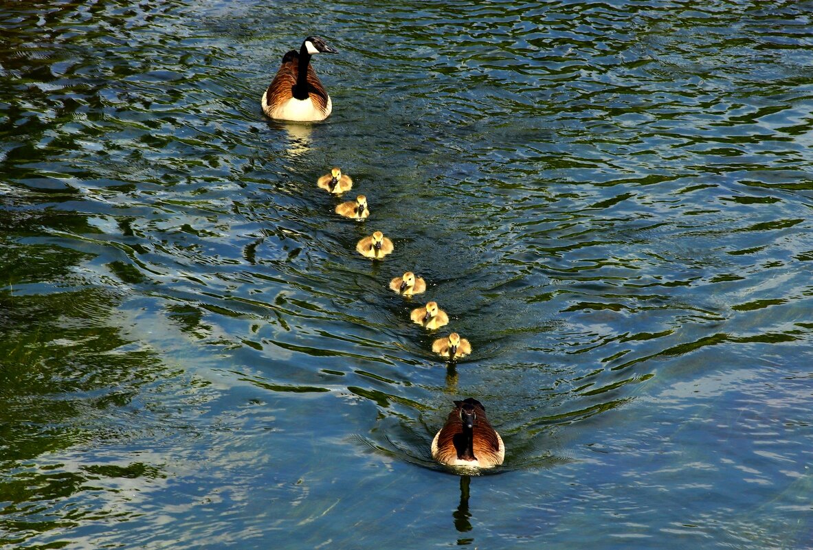 Выход в свет - Юрий. Шмаков
