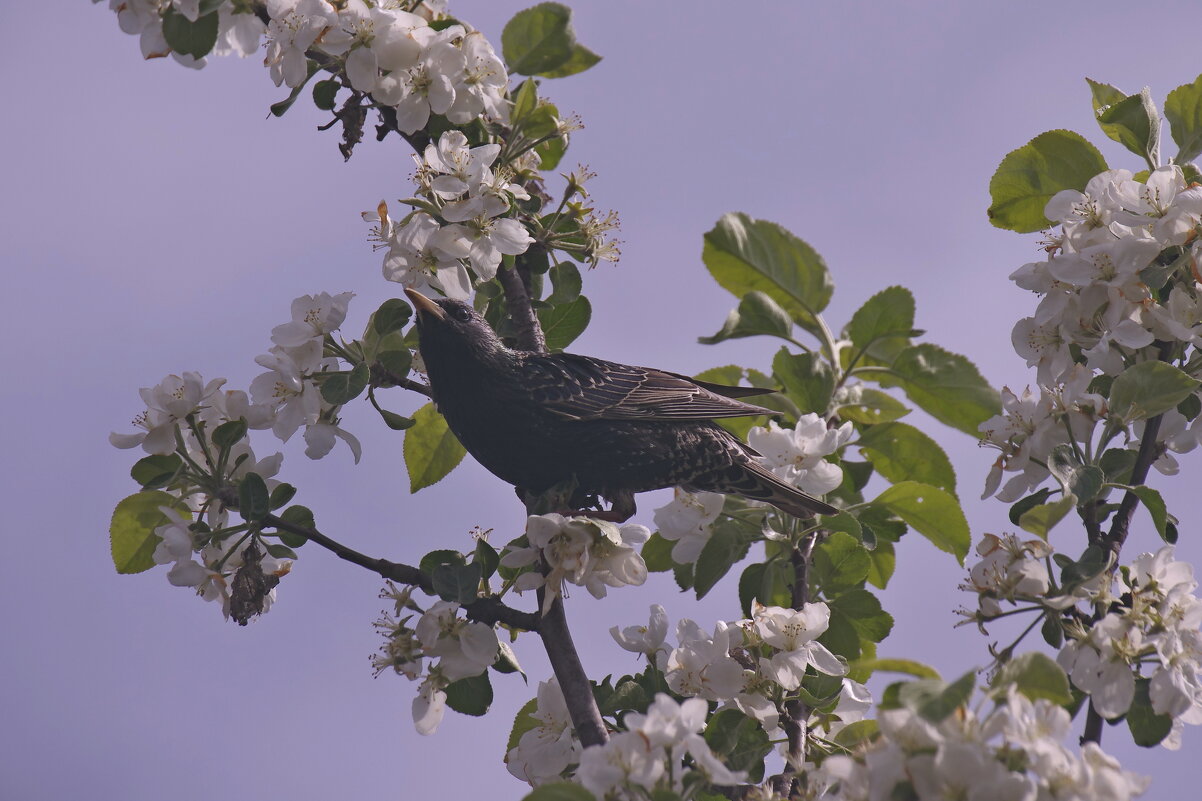 Скврорец - Сергей Швечков