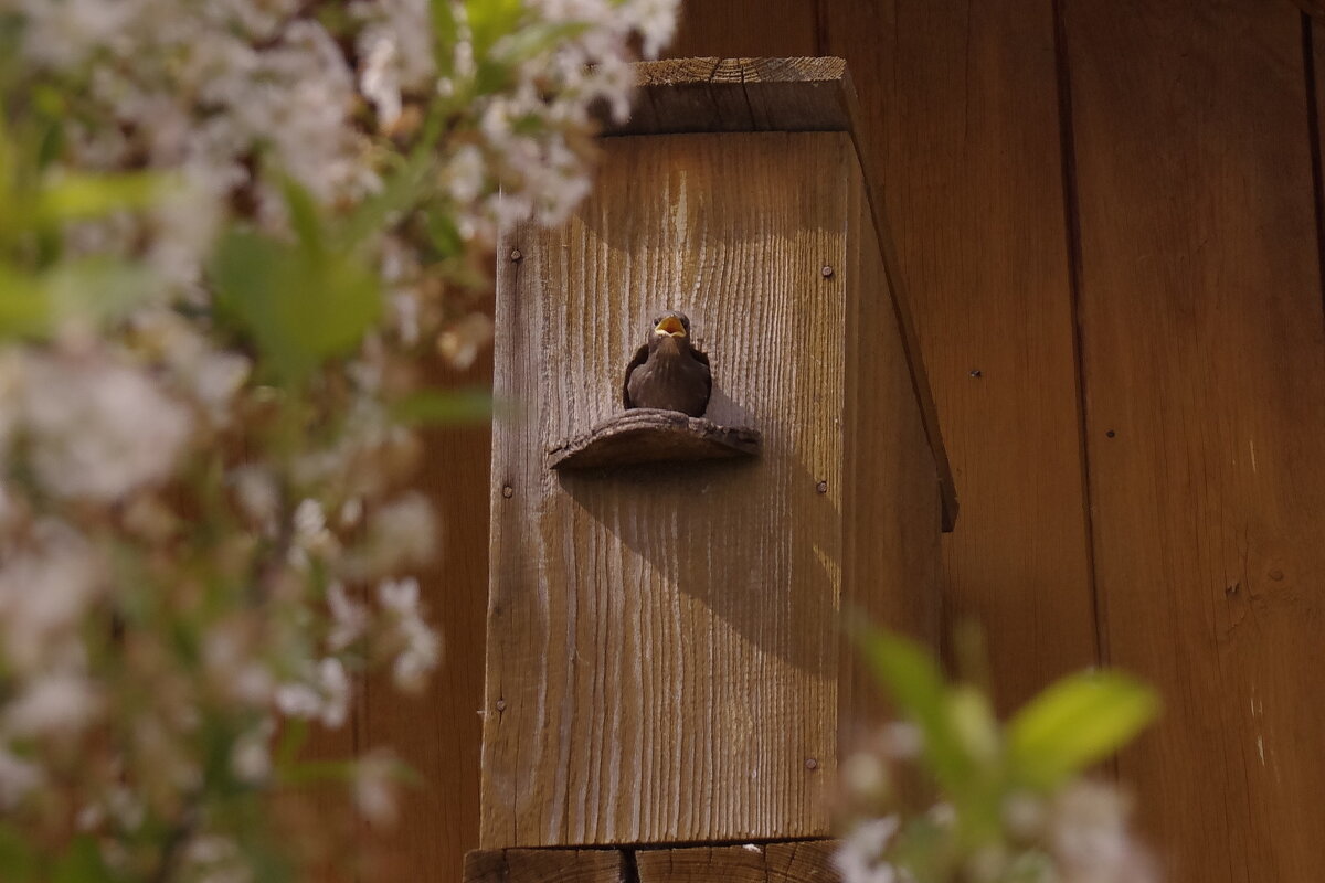 Окно в большой мир - Сергей Швечков Окно в большой мир - Сергей Швечков