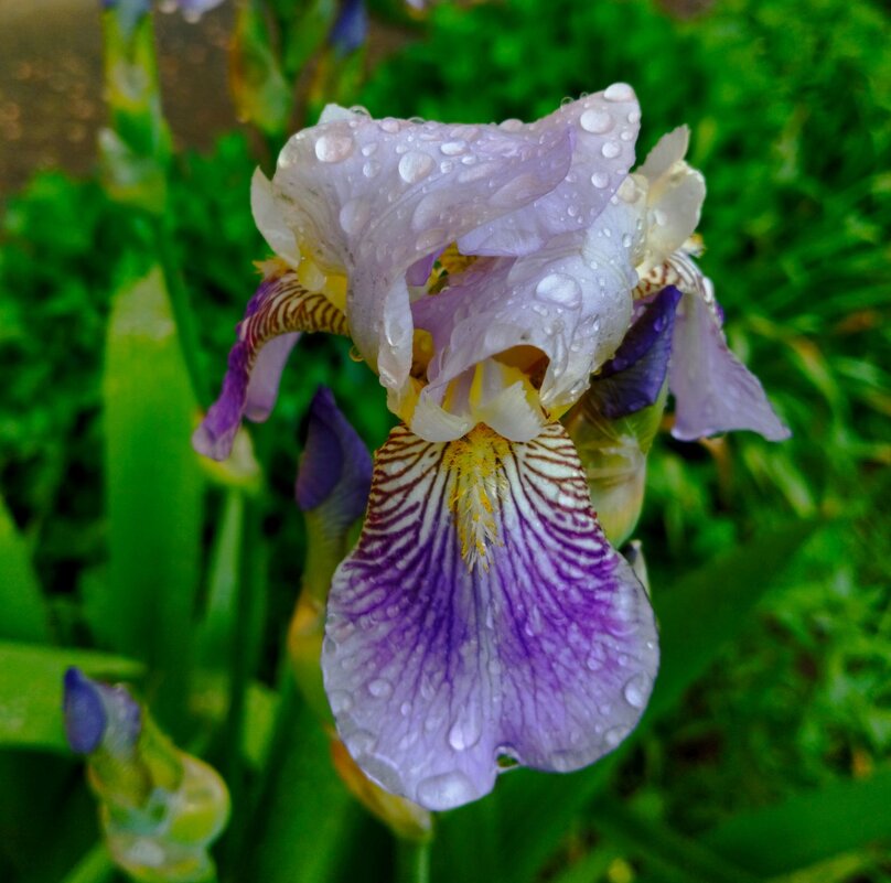 После дождя - Галина Бобкина