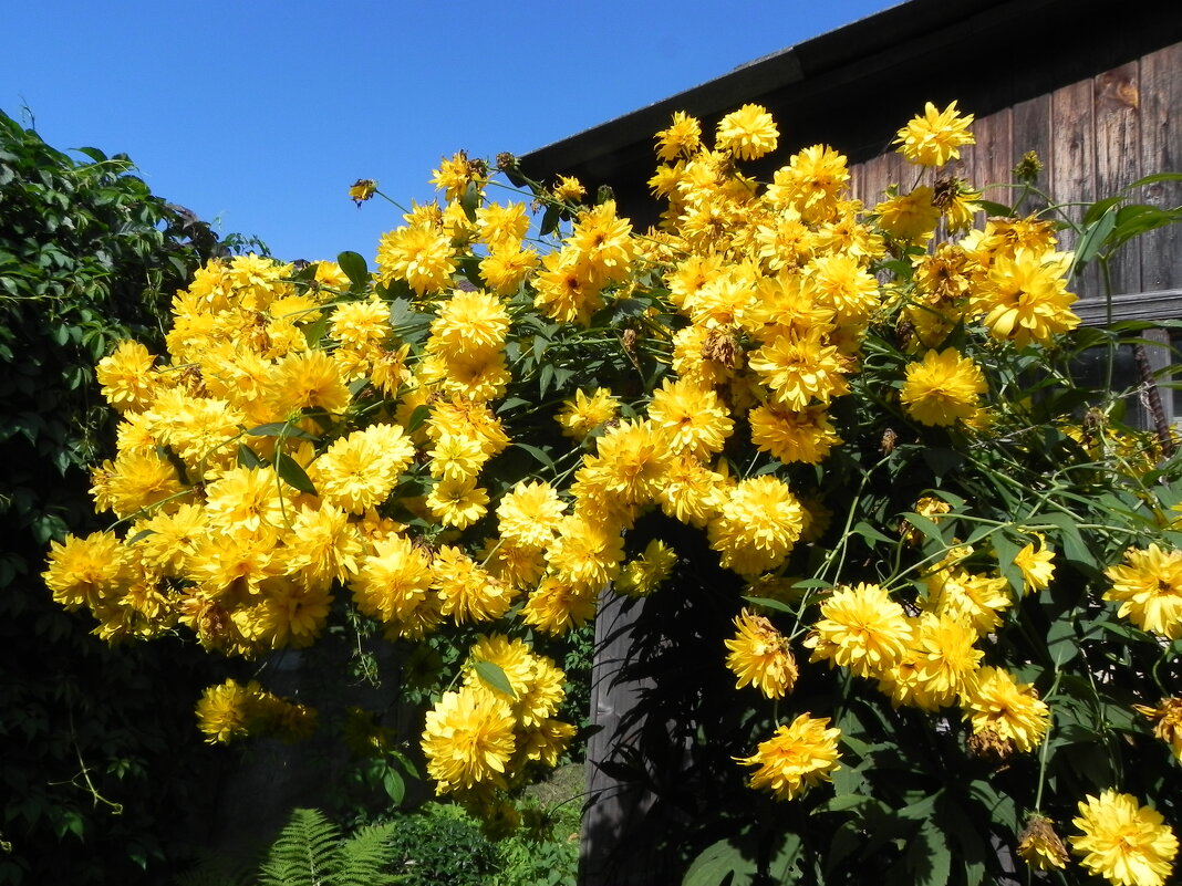 Золотые шары - Oleg4618 Шутченко