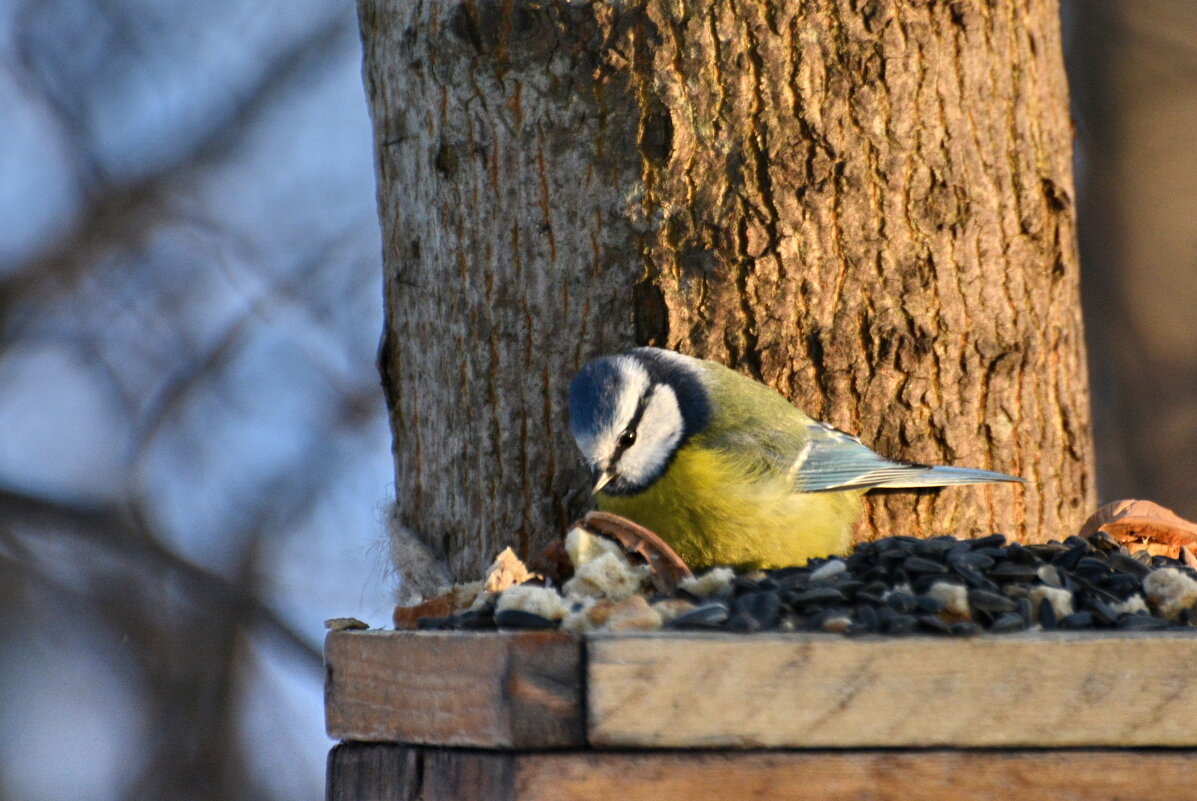 лазоревка - linnud 