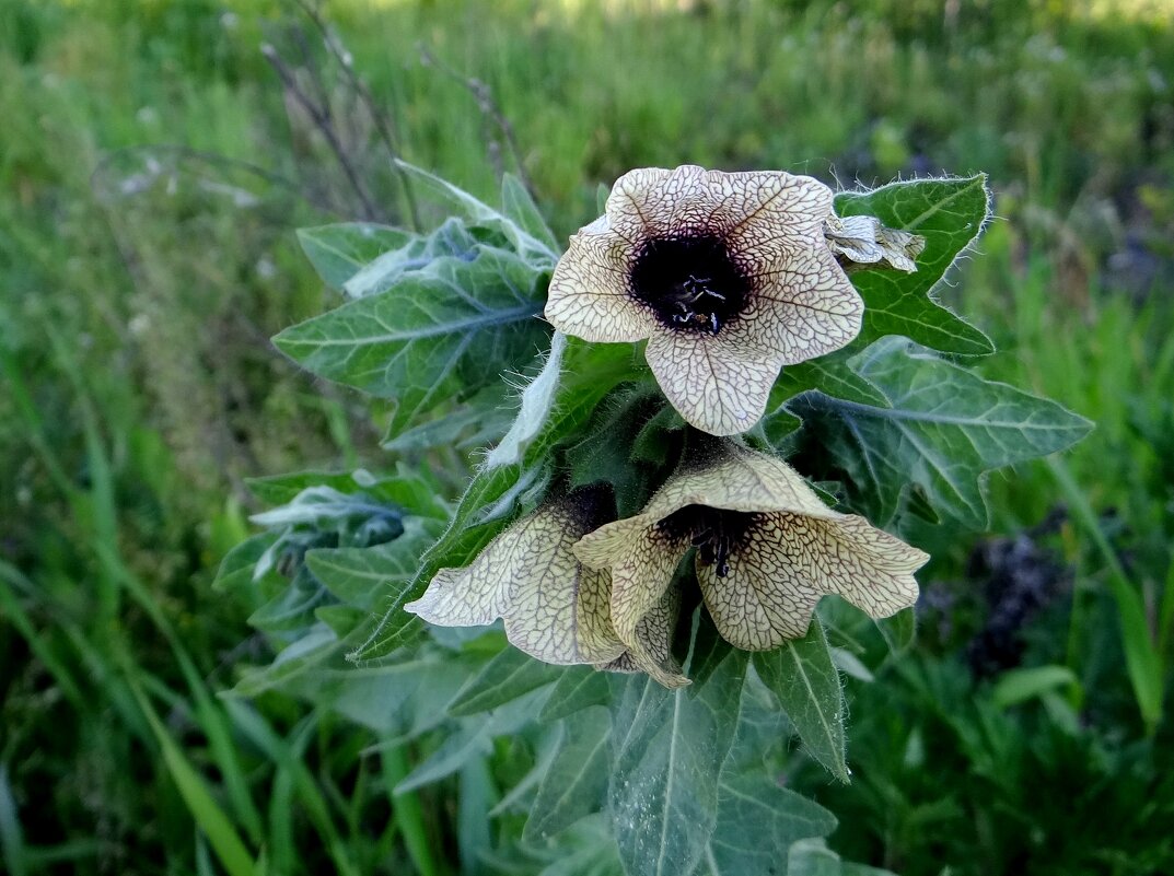 Полевые цветы - Антонина Гугаева