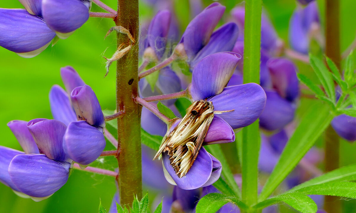 сегодня на цветущем люпине 2 - Александр Прокудин сегодня на цветущем люпине 2 - Александр Прокудин