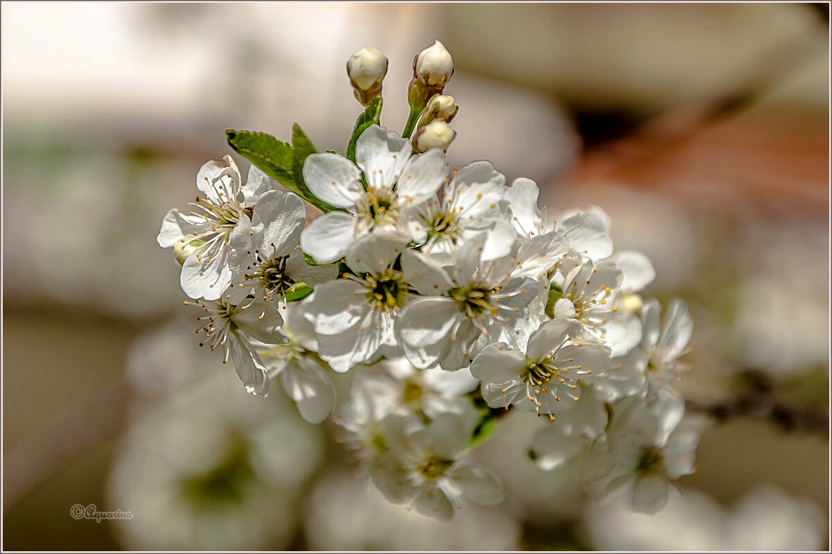 Май... - Aquarius - Сергей Май... - Aquarius - Сергей