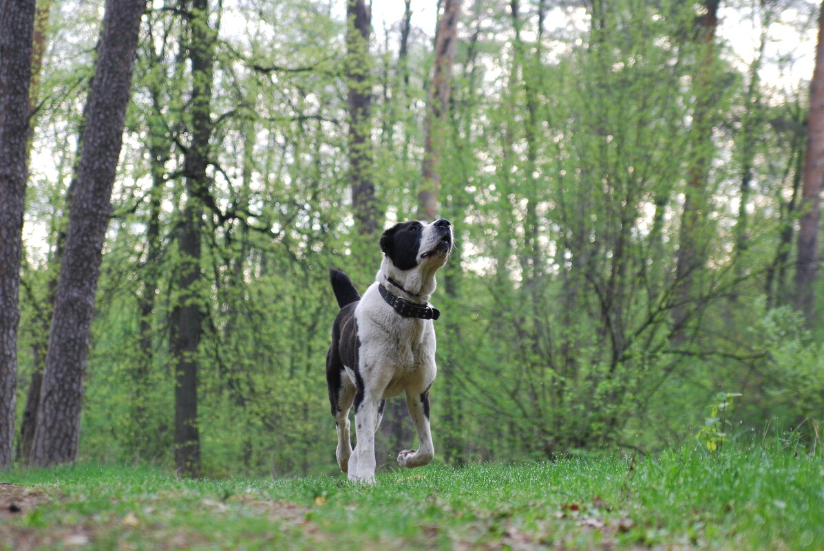 Веста - Рудаков Сергей Веста - Рудаков Сергей