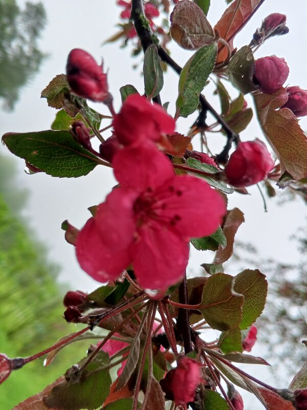 Яблоня - Сапсан 