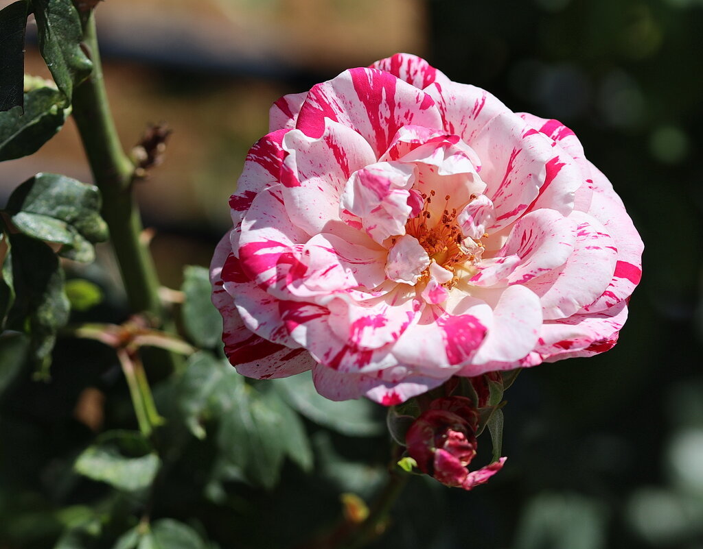 Роза. - Оля Богданович Роза. - Оля Богданович