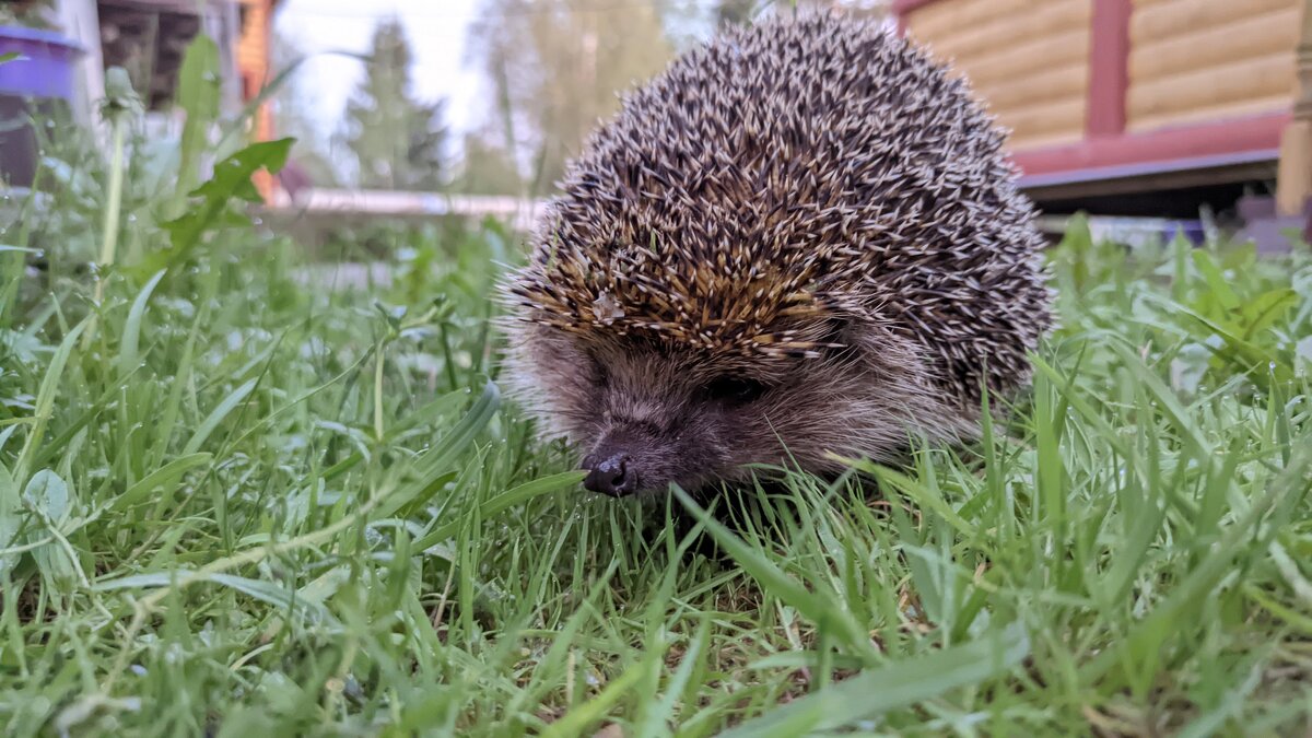 Ёжик в поисках еды... - Станислав Мутовин Ёжик в поисках еды... - Станислав Мутовин