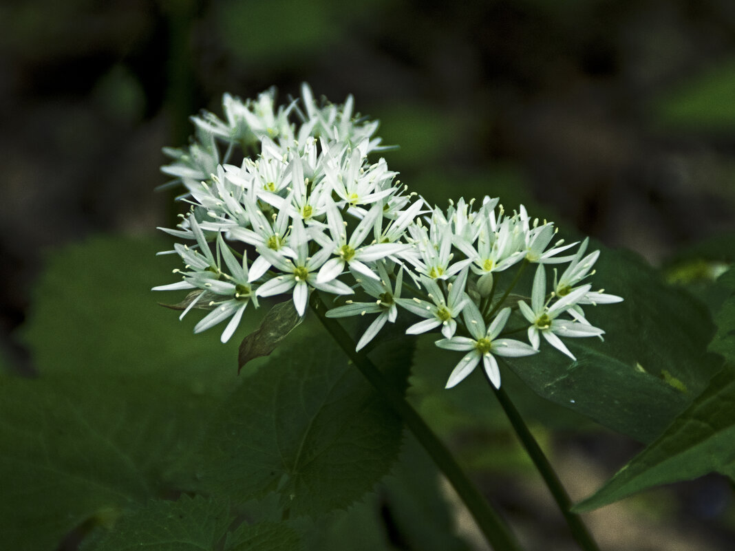 Цветок черемши. - Сергей Фомичев Цветок черемши. - Сергей Фомичев