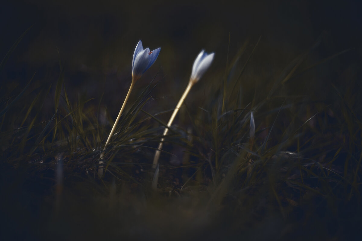 Осеннее таинство. - Анатолий Щербак