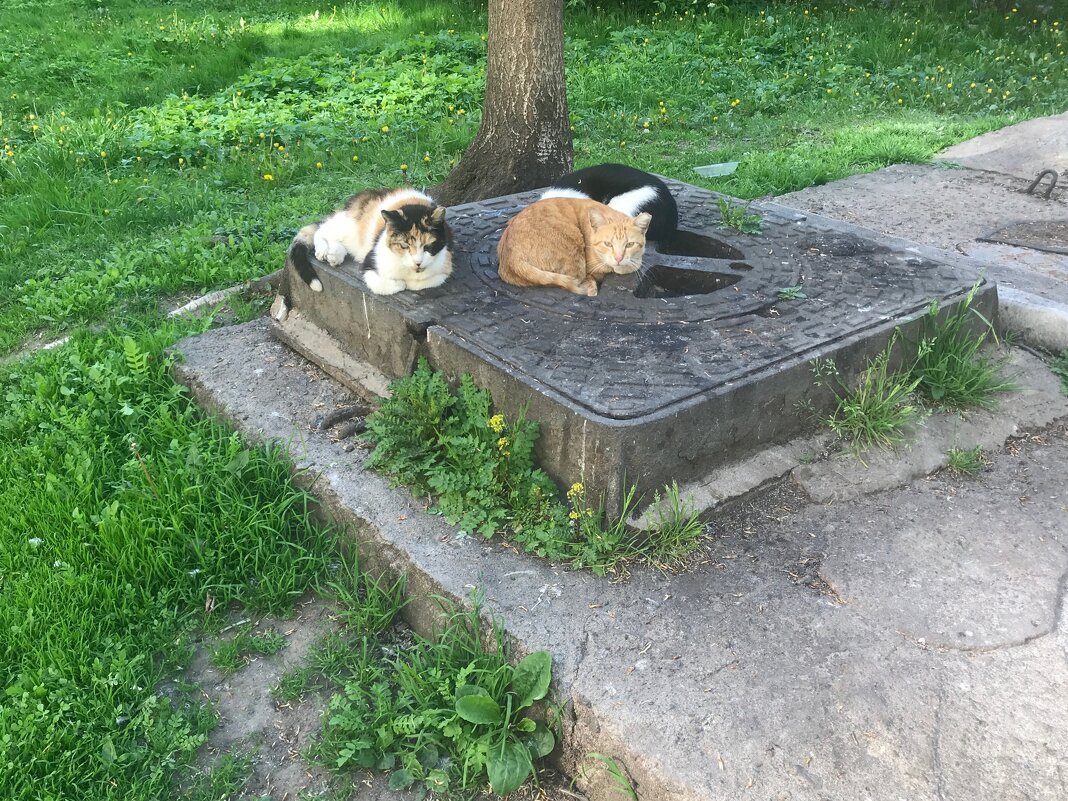 домашние / бездомные - zavitok *