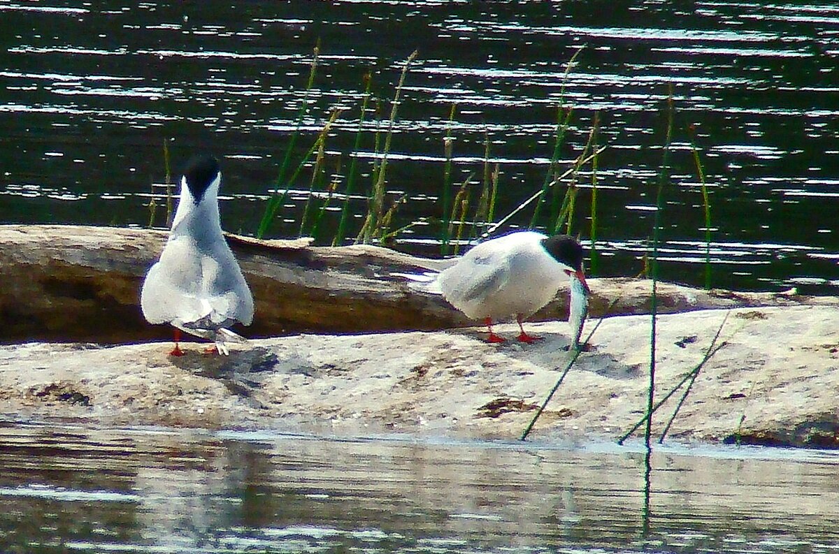 речные крачки - gawrilа - dan