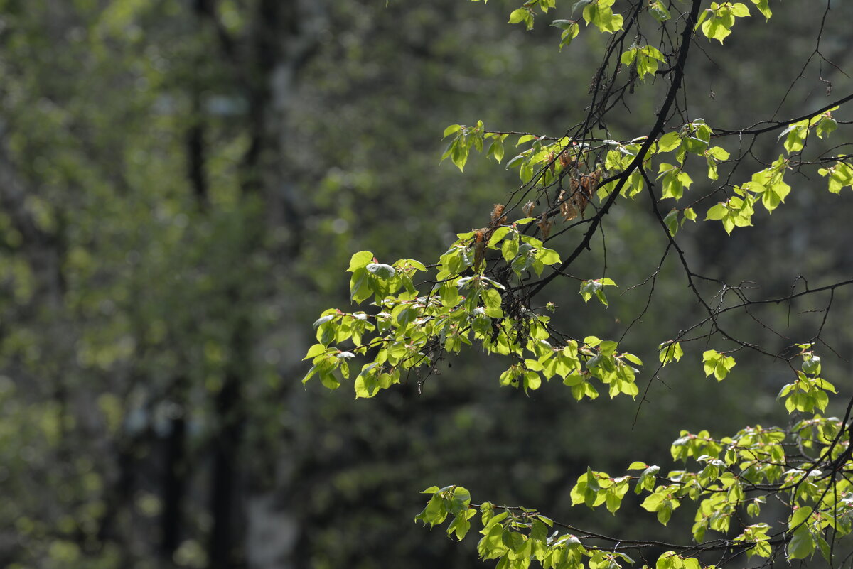 9 мая 2025 - Алексей Короткевич