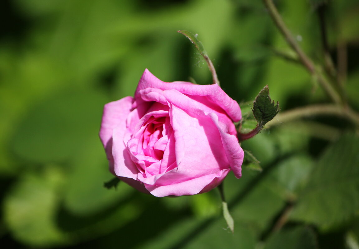 чайная роза - Константин Штарк чайная роза - Константин Штарк