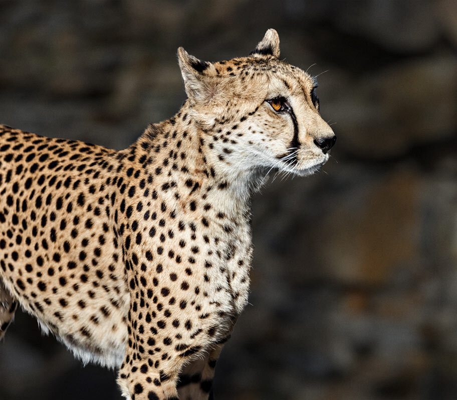 Гепард - SanSan 