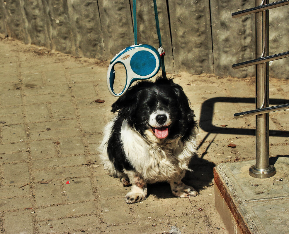 Июнь...Песик на замке! - Владимир 