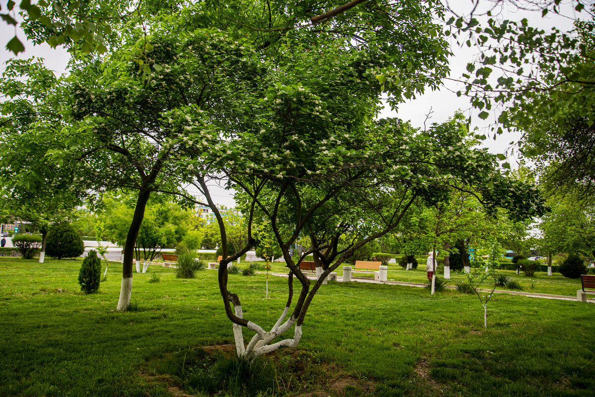 Боярышник - Анатолий Чикчирный Боярышник - Анатолий Чикчирный