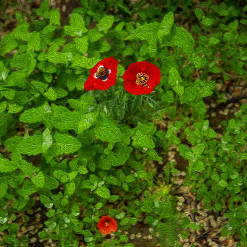 Маки - Анатолий Чикчирный