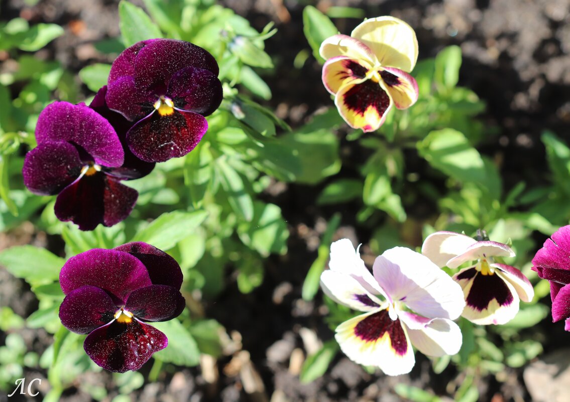 Цветочки весны - Любовь Сахарова