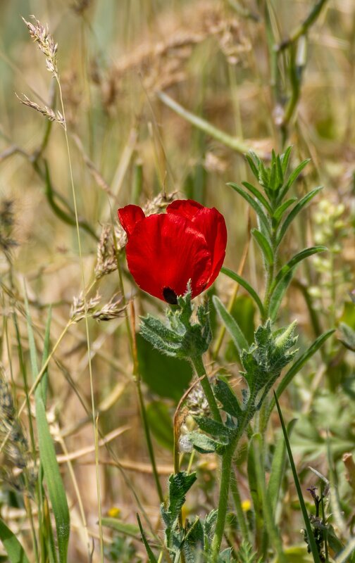 Мак рогатый - Игорь Сикорский Мак рогатый - Игорь Сикорский