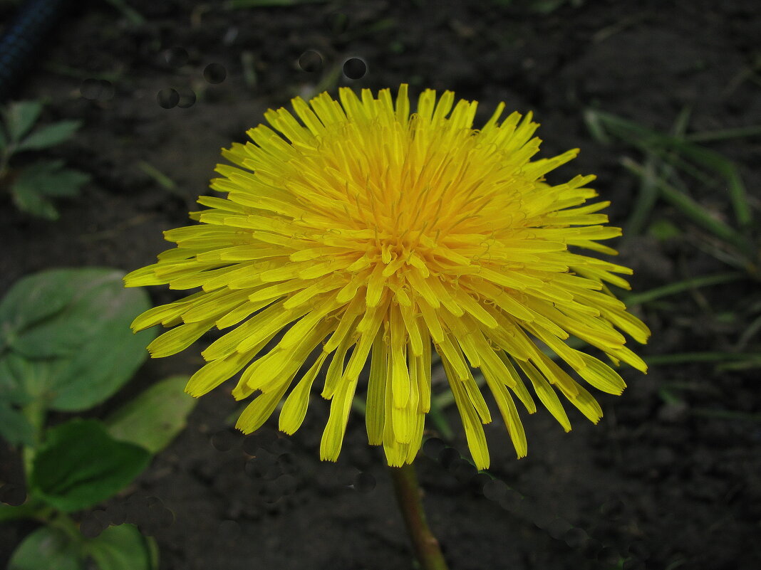 Во всей красе - Людмила Смородинская Во всей красе - Людмила Смородинская