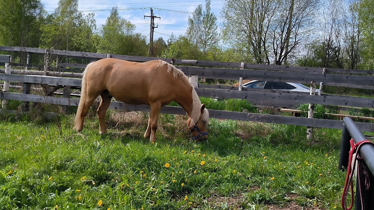 В Яви Нави. - Ольга В Яви Нави. - Ольга