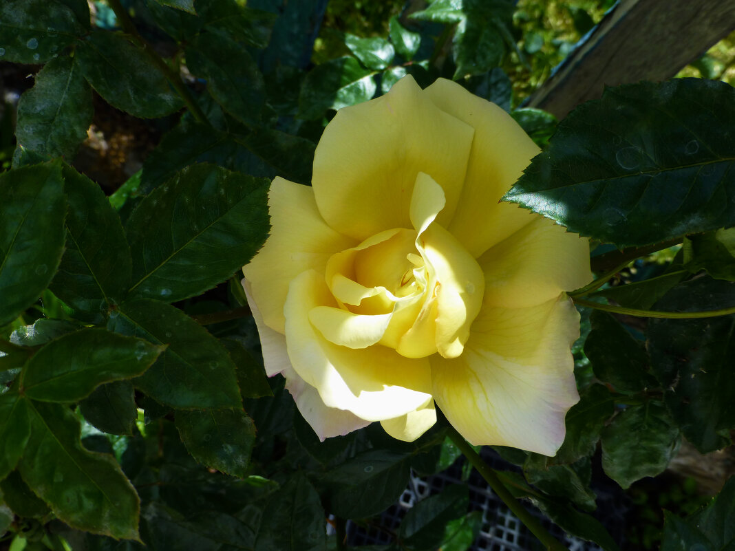 Глория  Дей - Валентин Семчишин