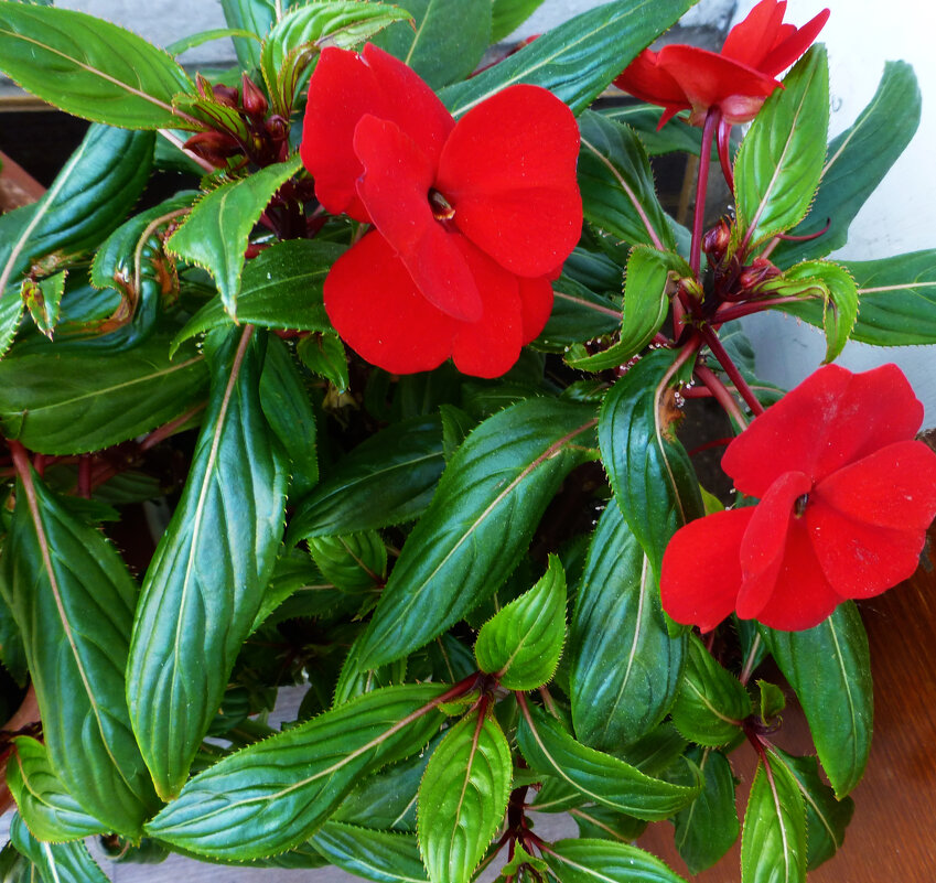 Новогвинейский бальзамин - Валентин Семчишин