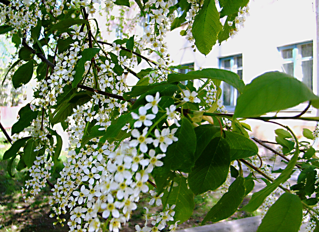 Под окном черёмуха колышется... - Алевтина Под окном черёмуха колышется... - Алевтина
