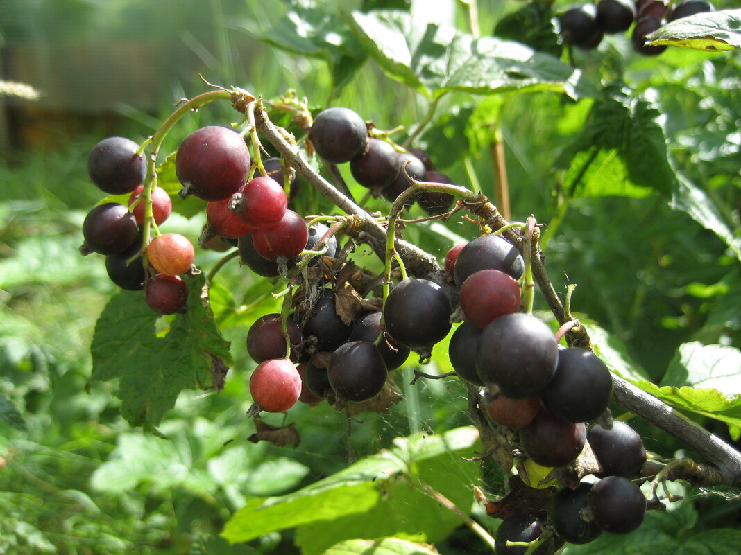 Охта - Anna Ivanova Охта - Anna Ivanova