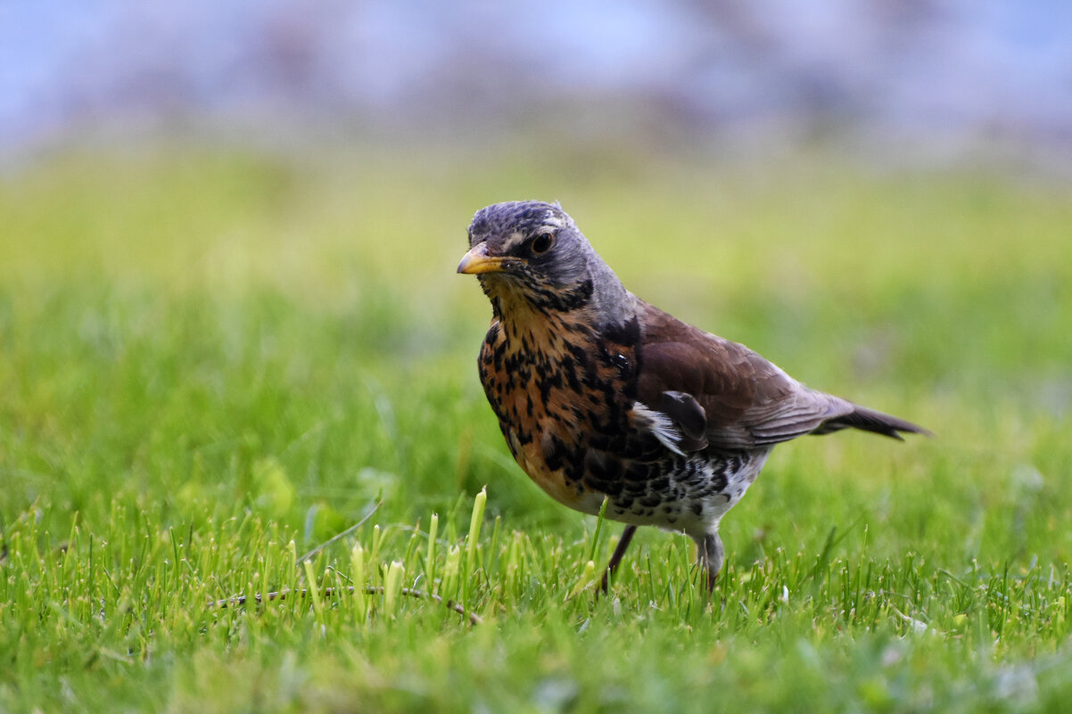 Москва. Парк Царицыно. - Наташа ***** Москва. Парк Царицыно. - Наташа *****