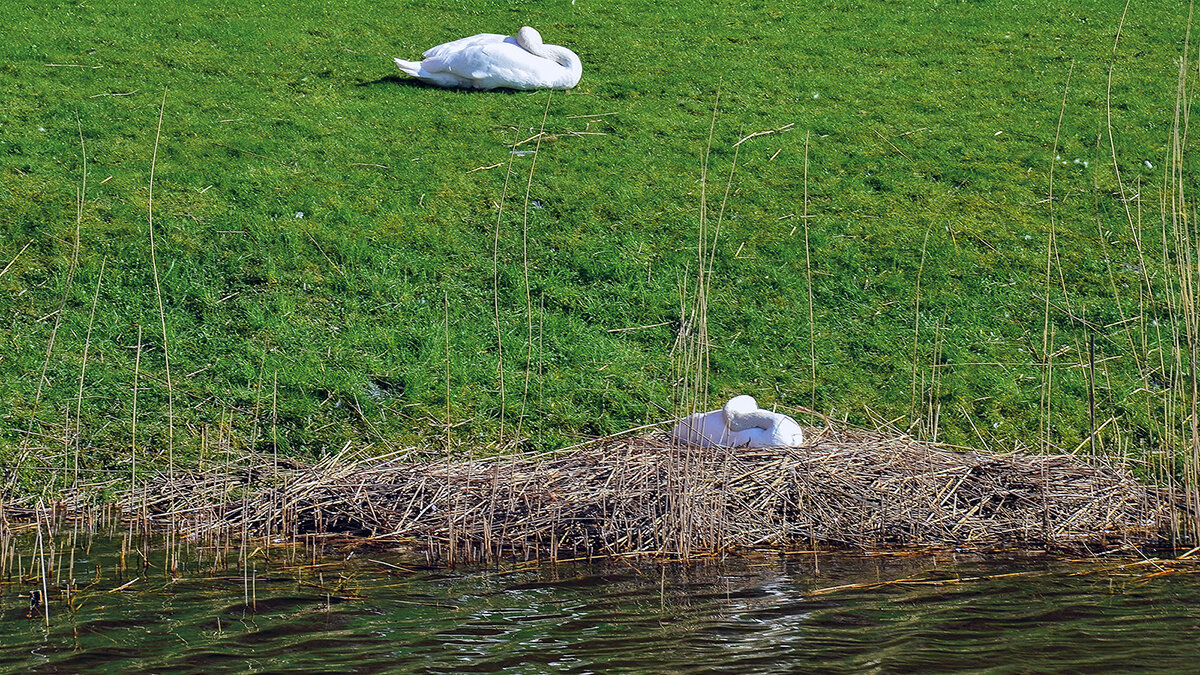 Скоро будут птенцы - Alexandеr P