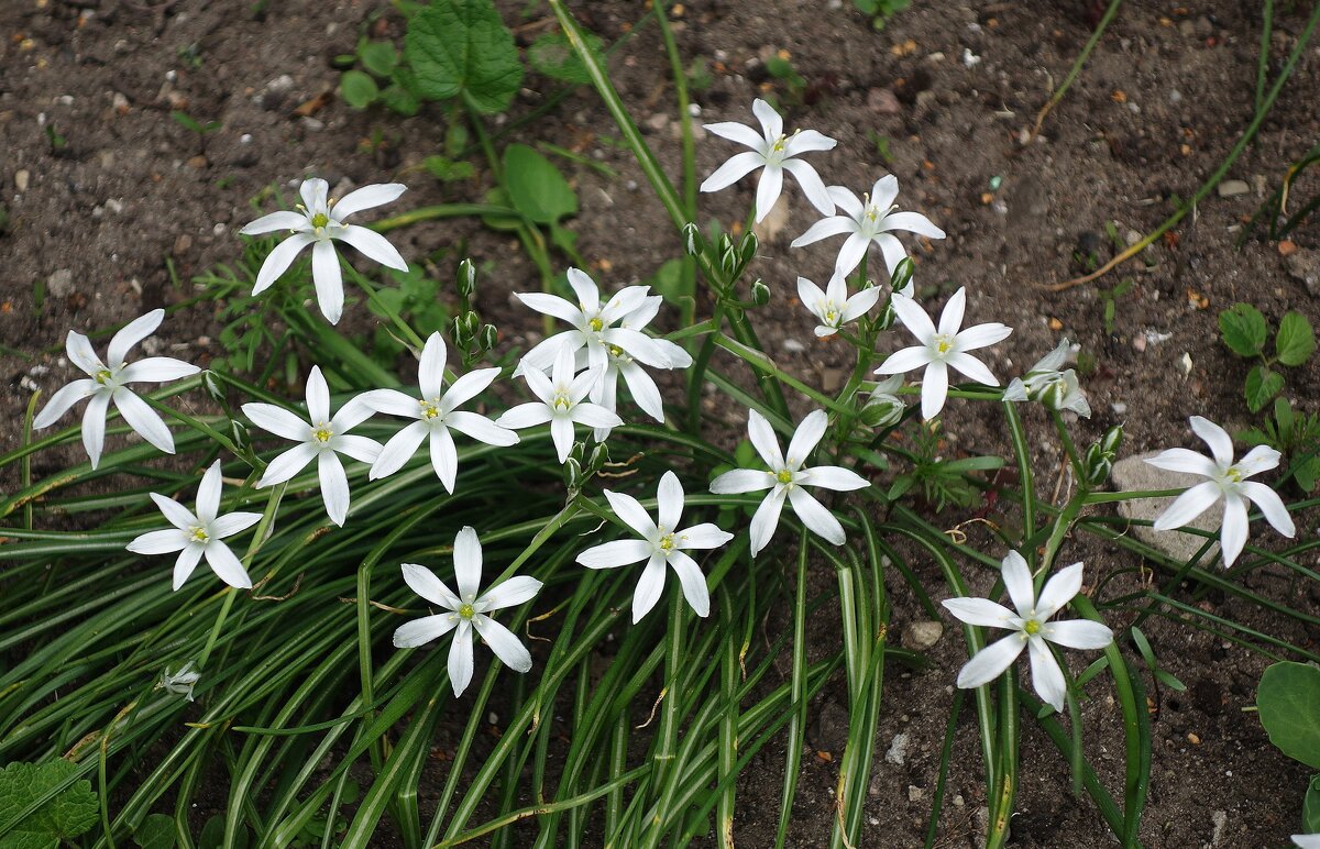 Птицемлечник - Рита Симонова