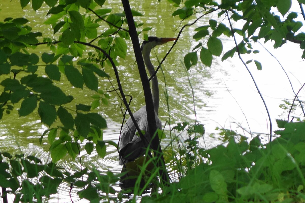 Серая цапля притаилась - Рита Симонова Серая цапля притаилась - Рита Симонова