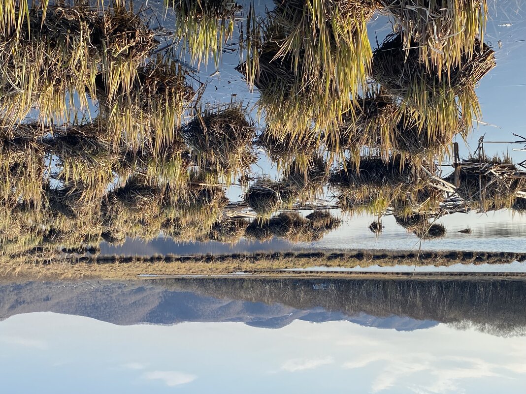 кочки - любимое место гнездования уток - Александр Белов