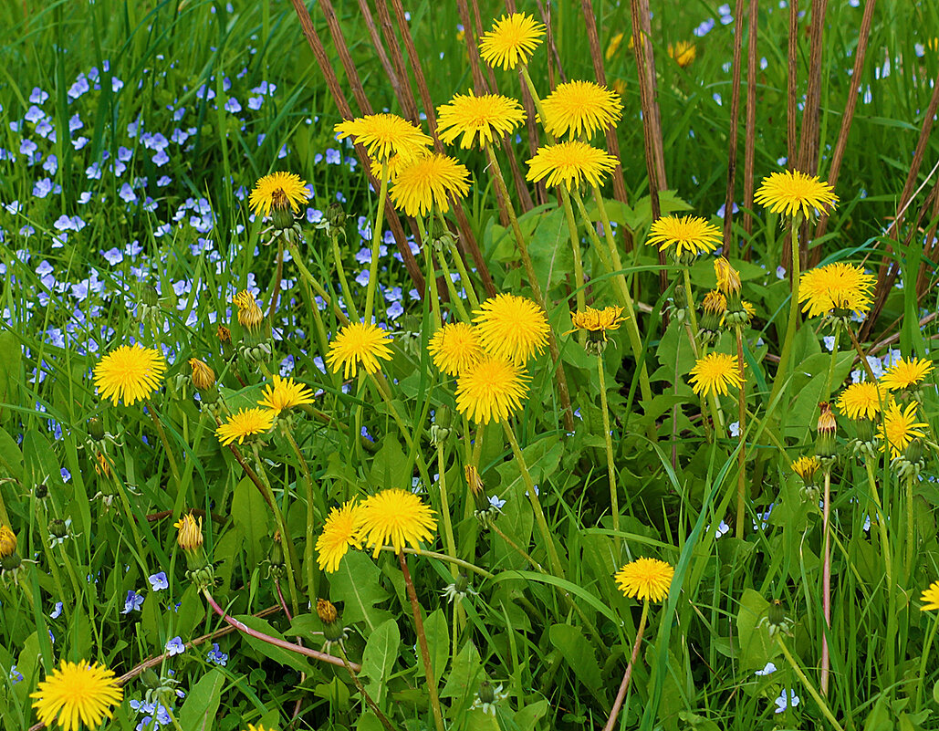 Майская красота - золото и голубизна - Светлана 