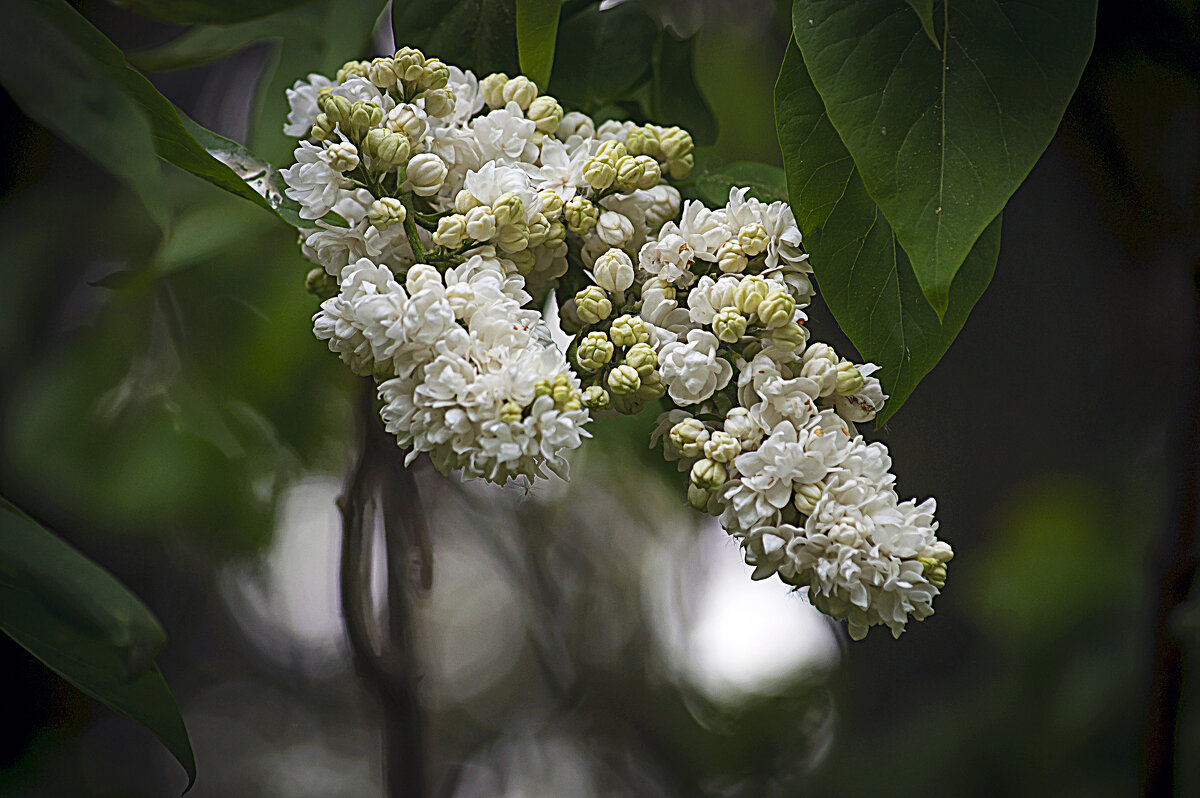 Сирень белая - Владимир Кроливец